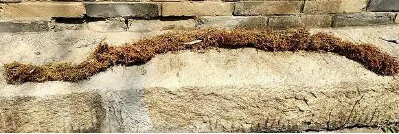 苍蝇养殖一吨利润,你不知道的暴利行业跨境电商