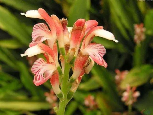 100种迷人的“数字花”,从零到一百万,真是太神奇了