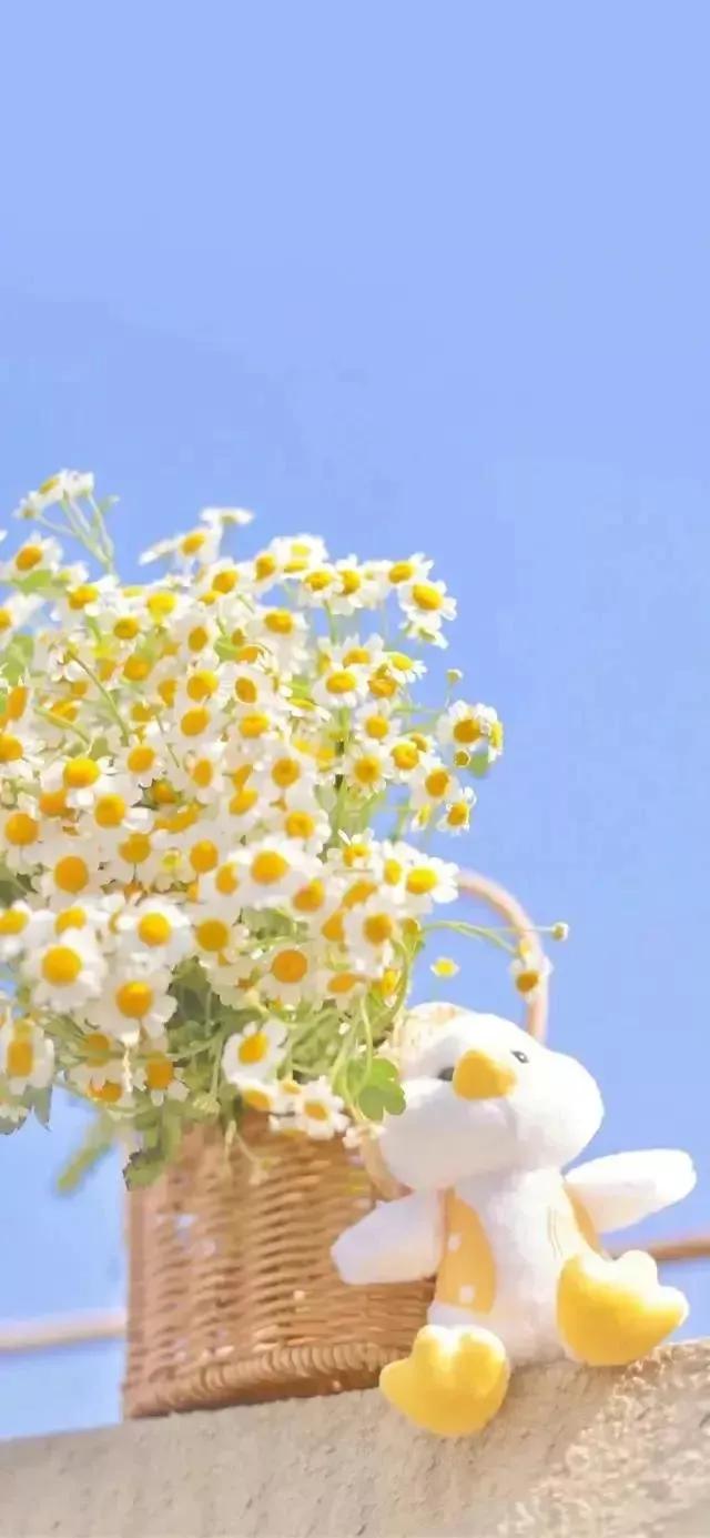 肯豆壁纸高清无水印,精美壁纸高清无水印图片