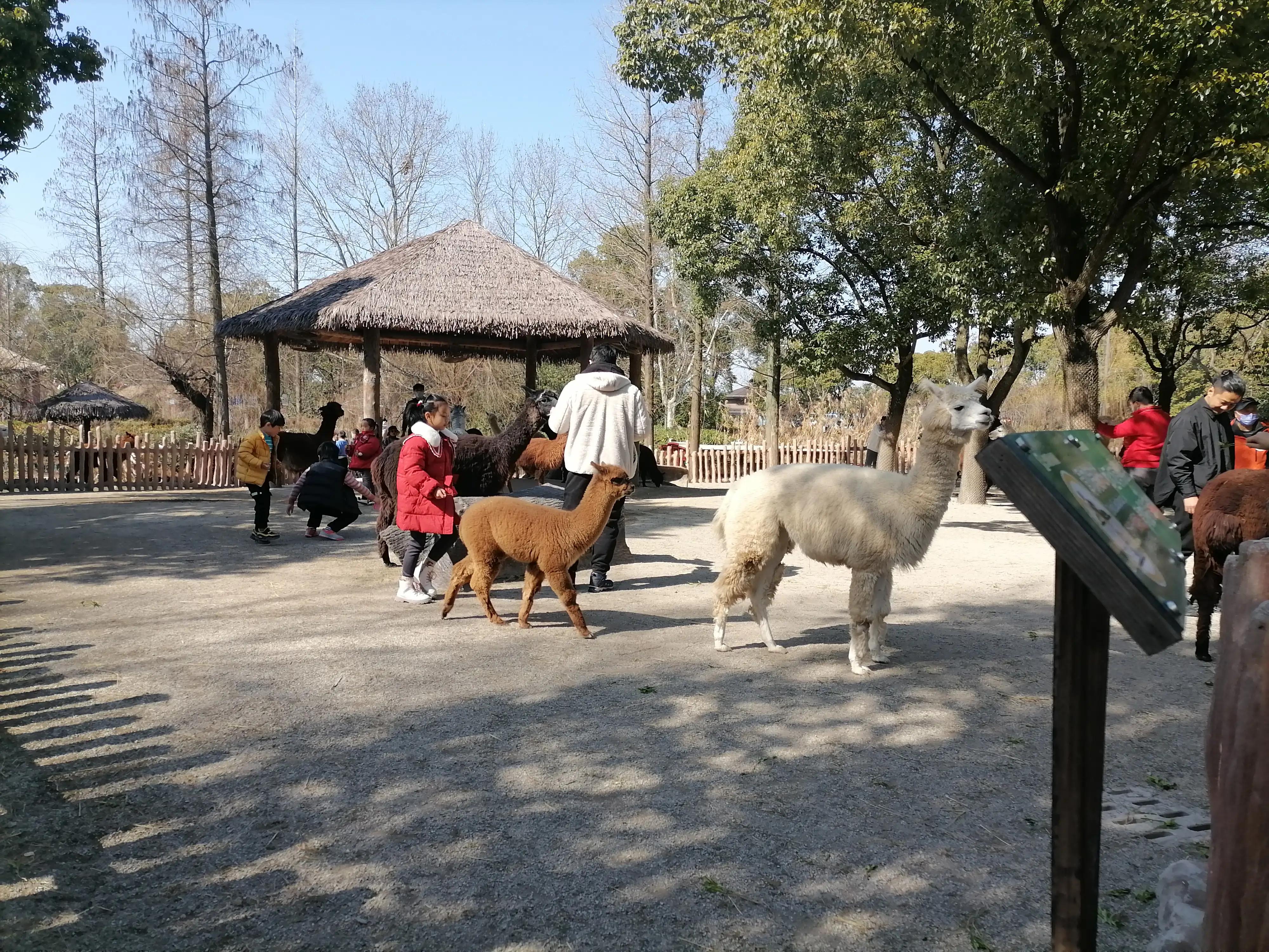 上海去大明山三日游,最新上海三日游攻略