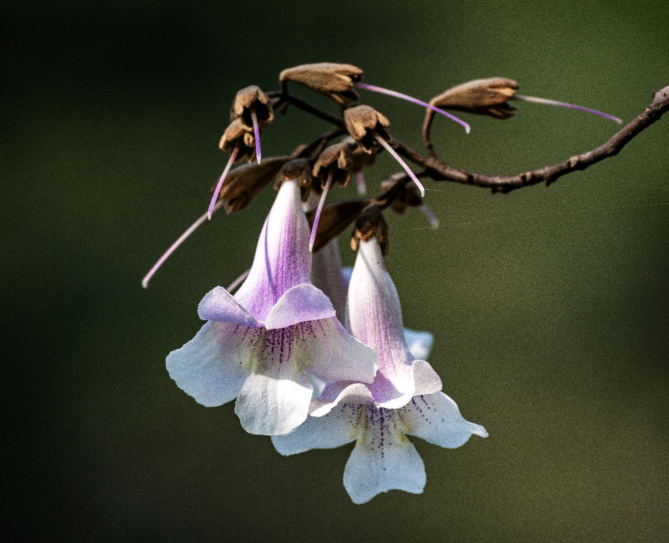 适合春季赏花的花,视觉盛宴五种赏花名花供您选择