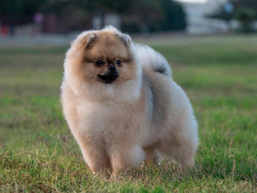 70年属狗的恋爱观,属狗的恋爱观