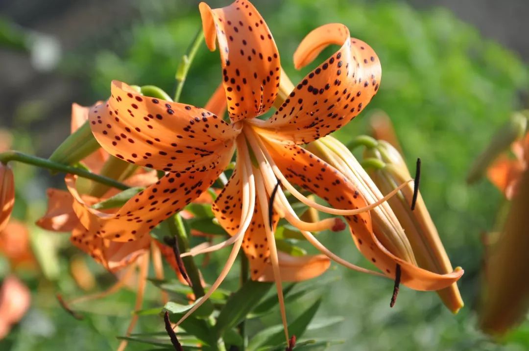 150种常见药用植物大全,150余种常见药用植物花期组图