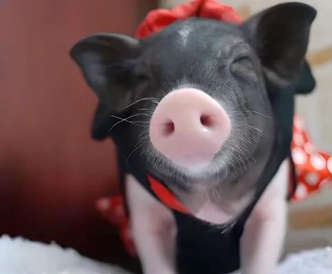 茶杯猪什么样子,茶杯猪是什么宠物