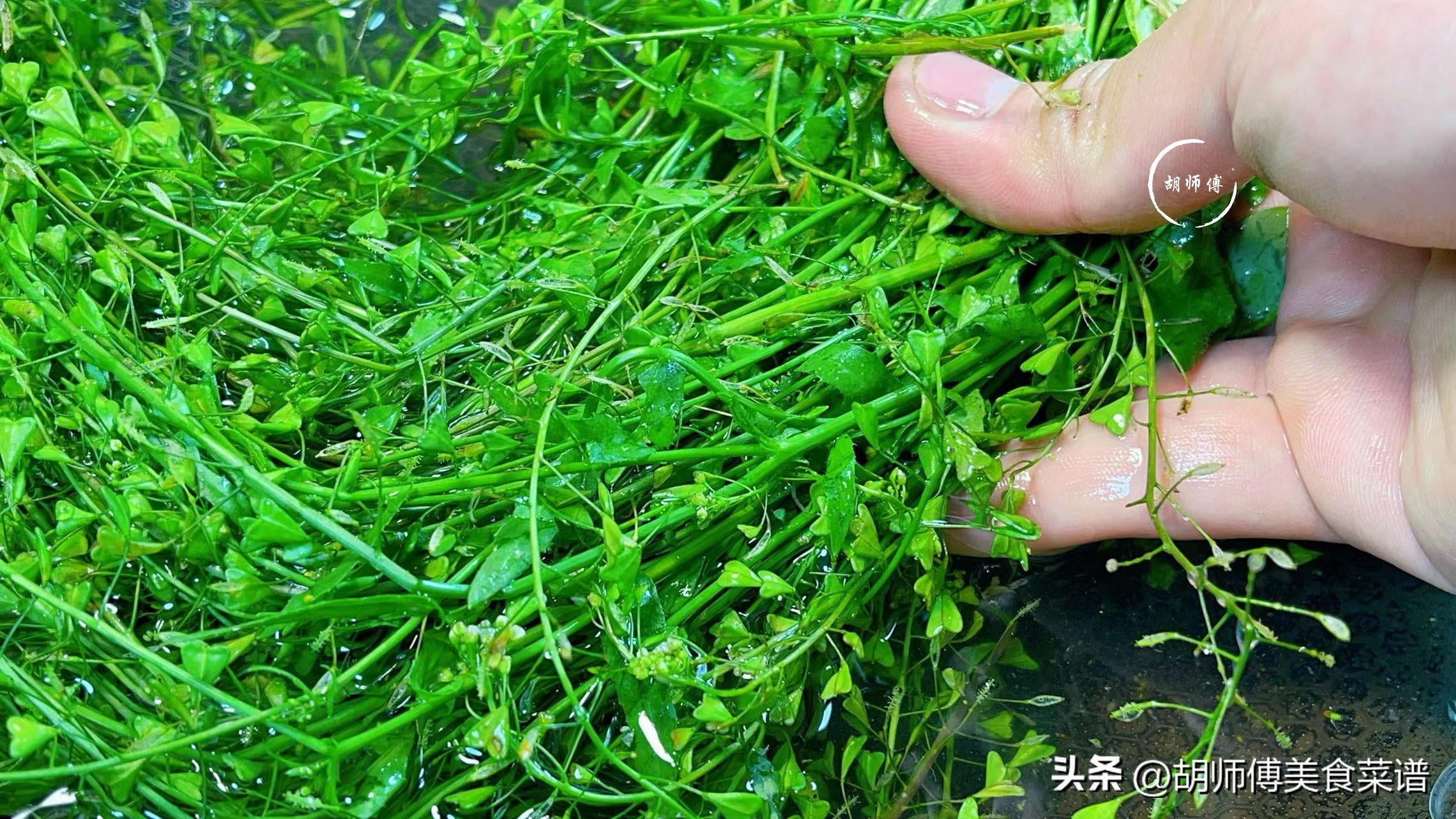 三月三熬鸡蛋有什么讲究,三月三煮蛋放什么药材