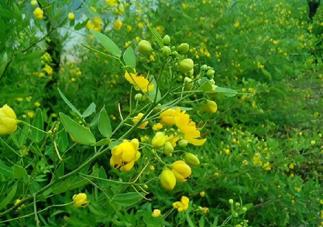 “蛇灭门”到底有多神奇？揭秘老人口中的杀蛇神器！