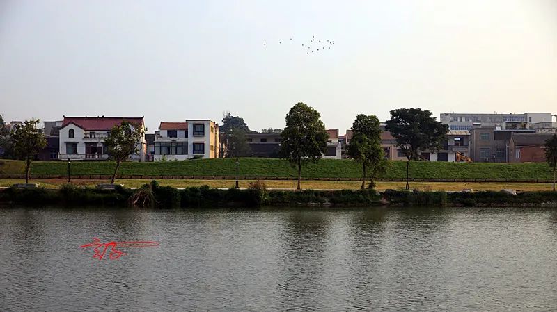 淮阳荷花节什么时间最好看,淮阳看荷花节开幕