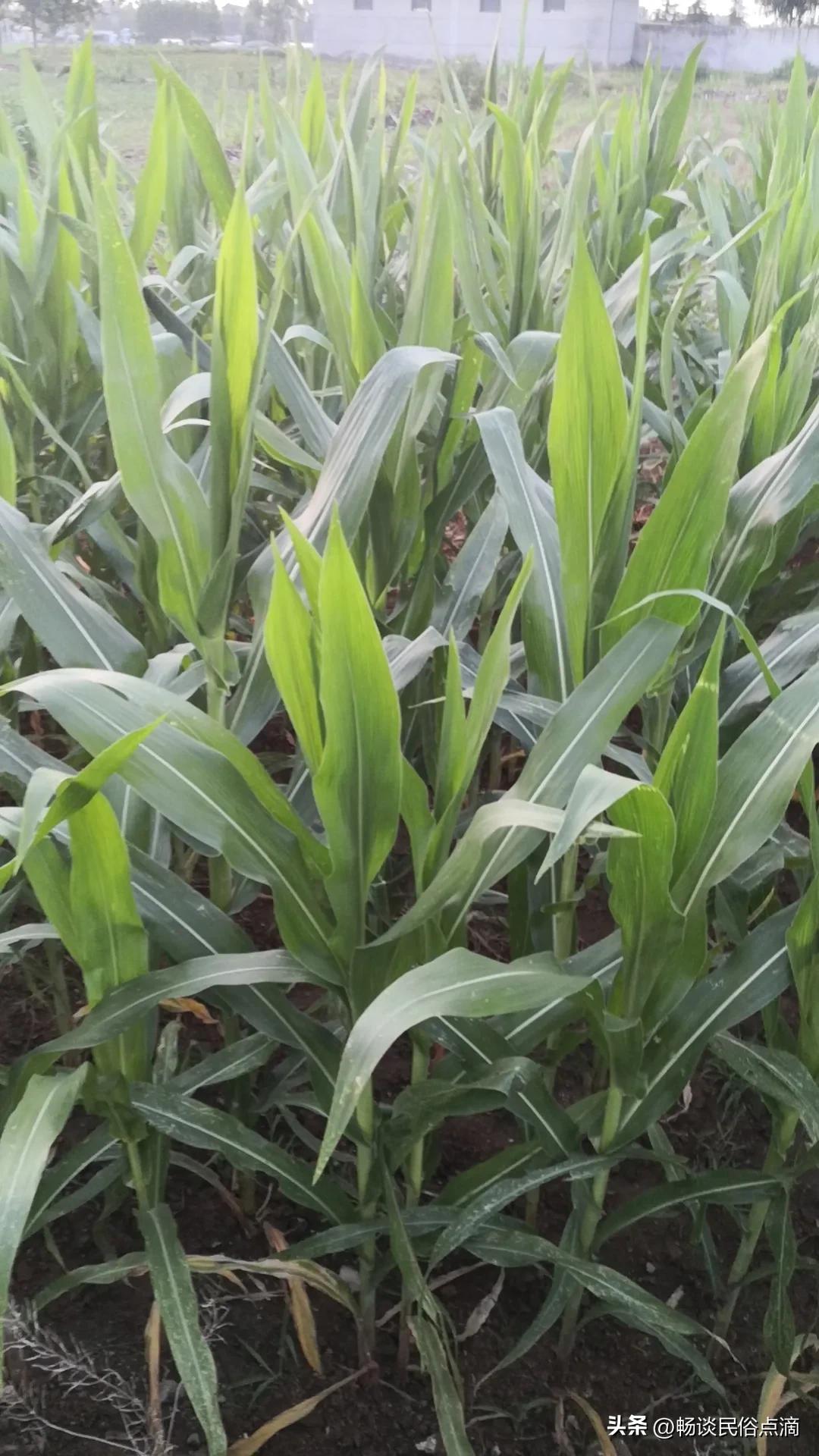 今天是农历五月十六，啥日子？下雨好不好？农谚早有预兆！