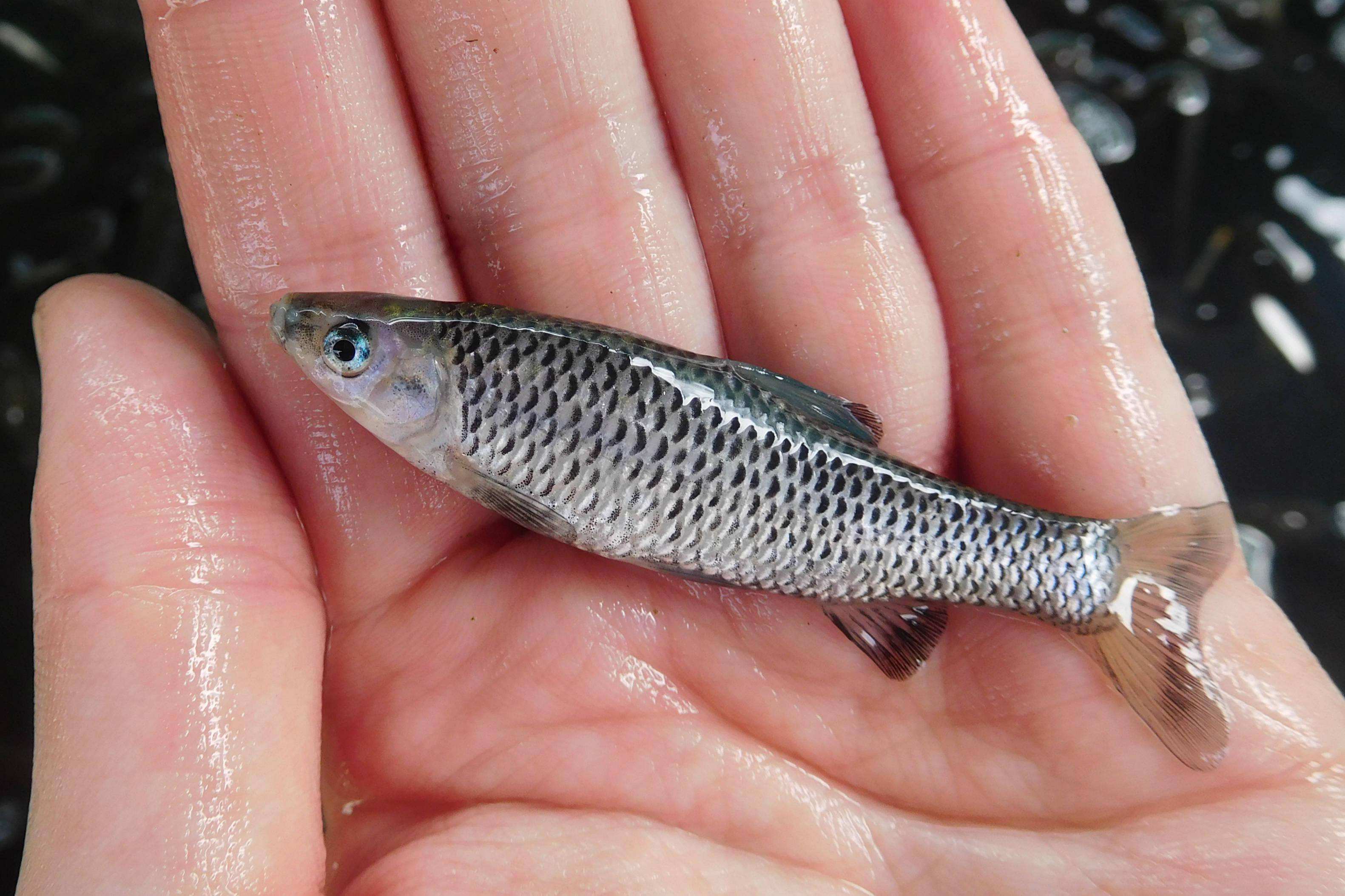 那些让钓鱼人气愤不已的鱼,盘点那些钓友钓到的奇葩鱼类