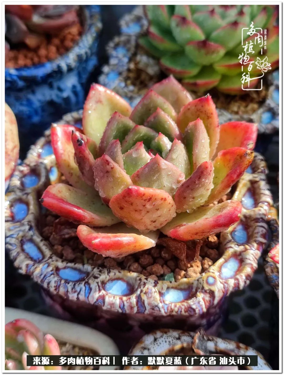 多肉虐我千百遍，我待多肉如初恋