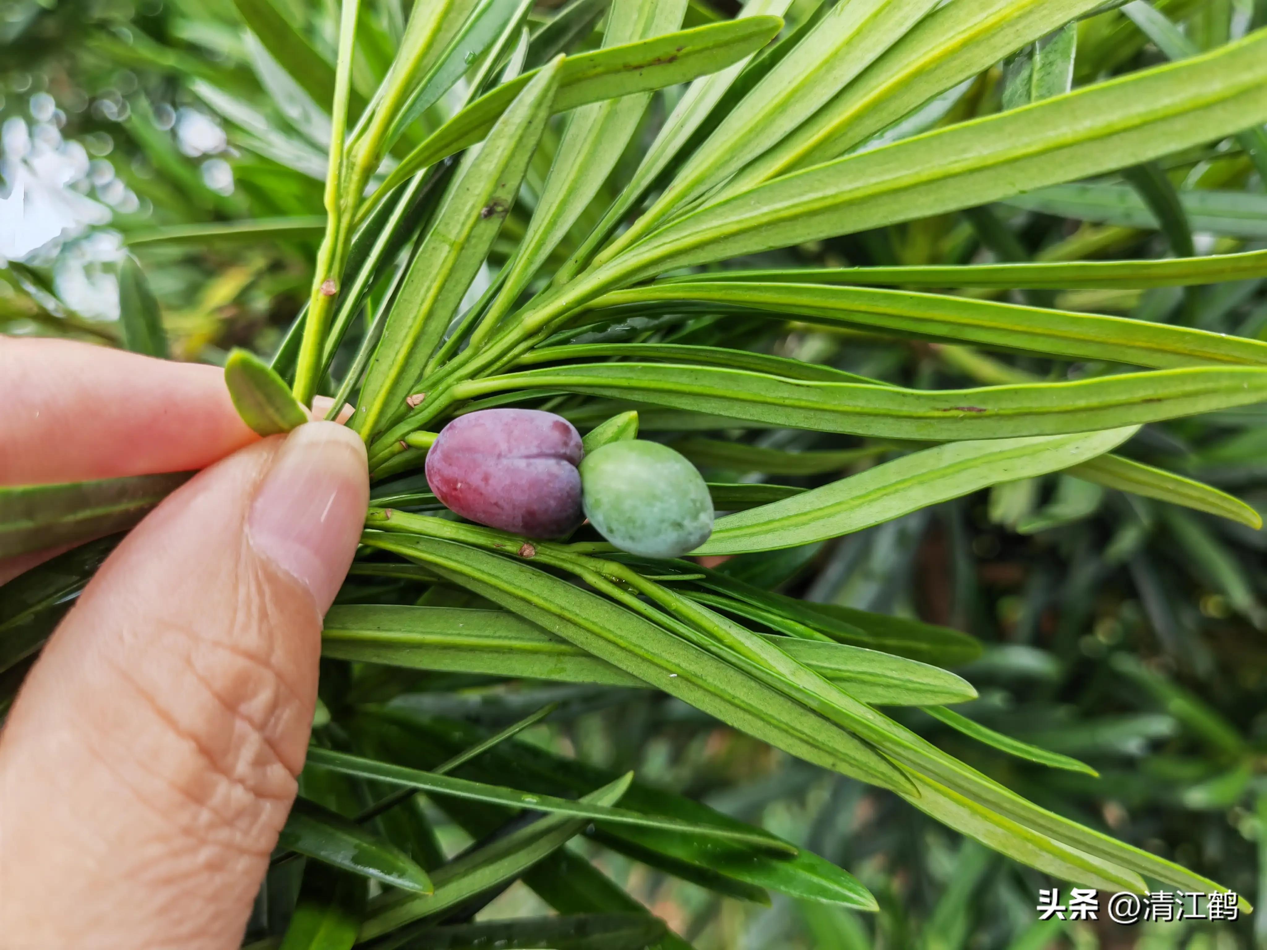 叶面肥增产技巧,叶面喷施肥助生长的配方