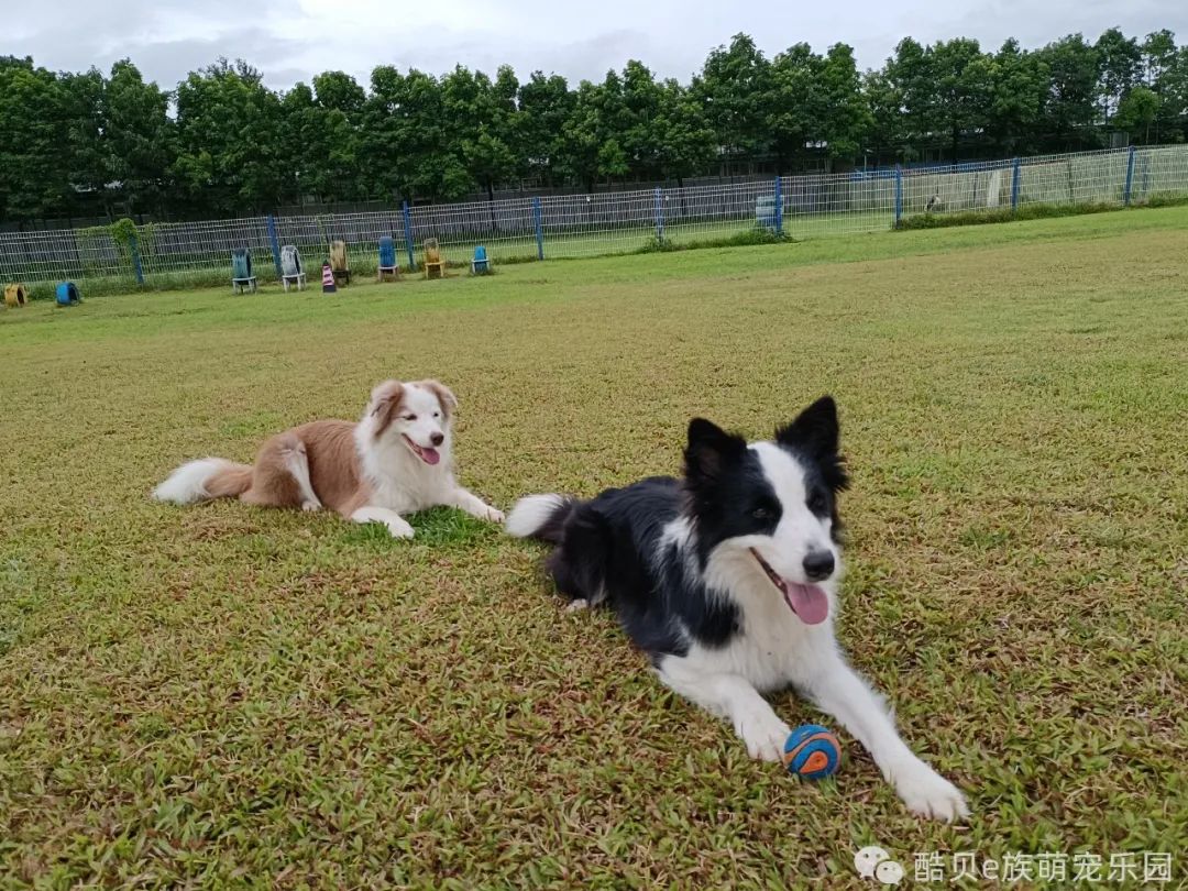 养狗误区123,养狗的误区