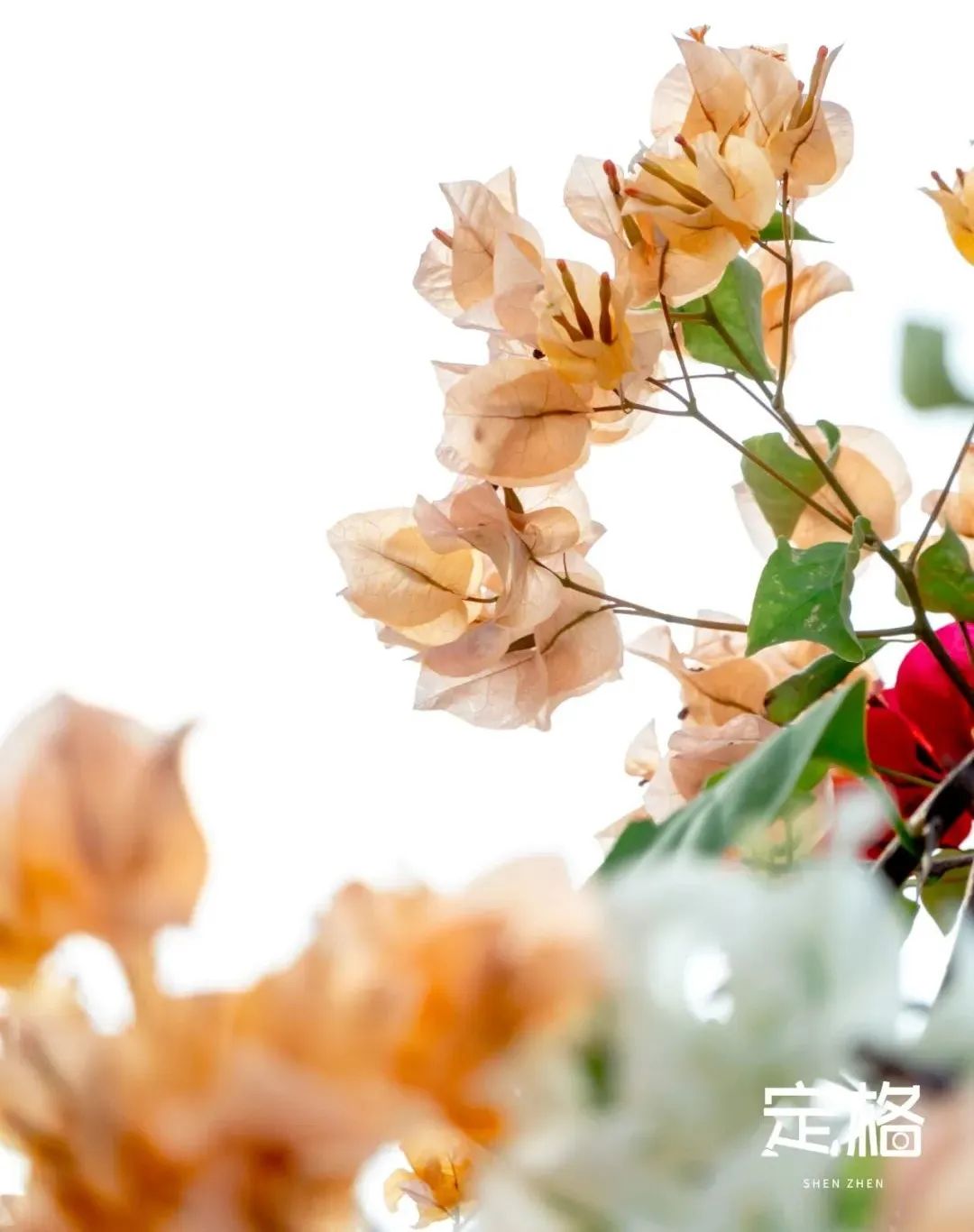 深圳湾流花山花海,深圳蝴蝶谷花海图片