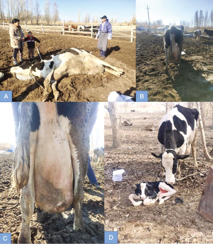 牛的剖腹手术课件ppt,牛的剖宫产手术