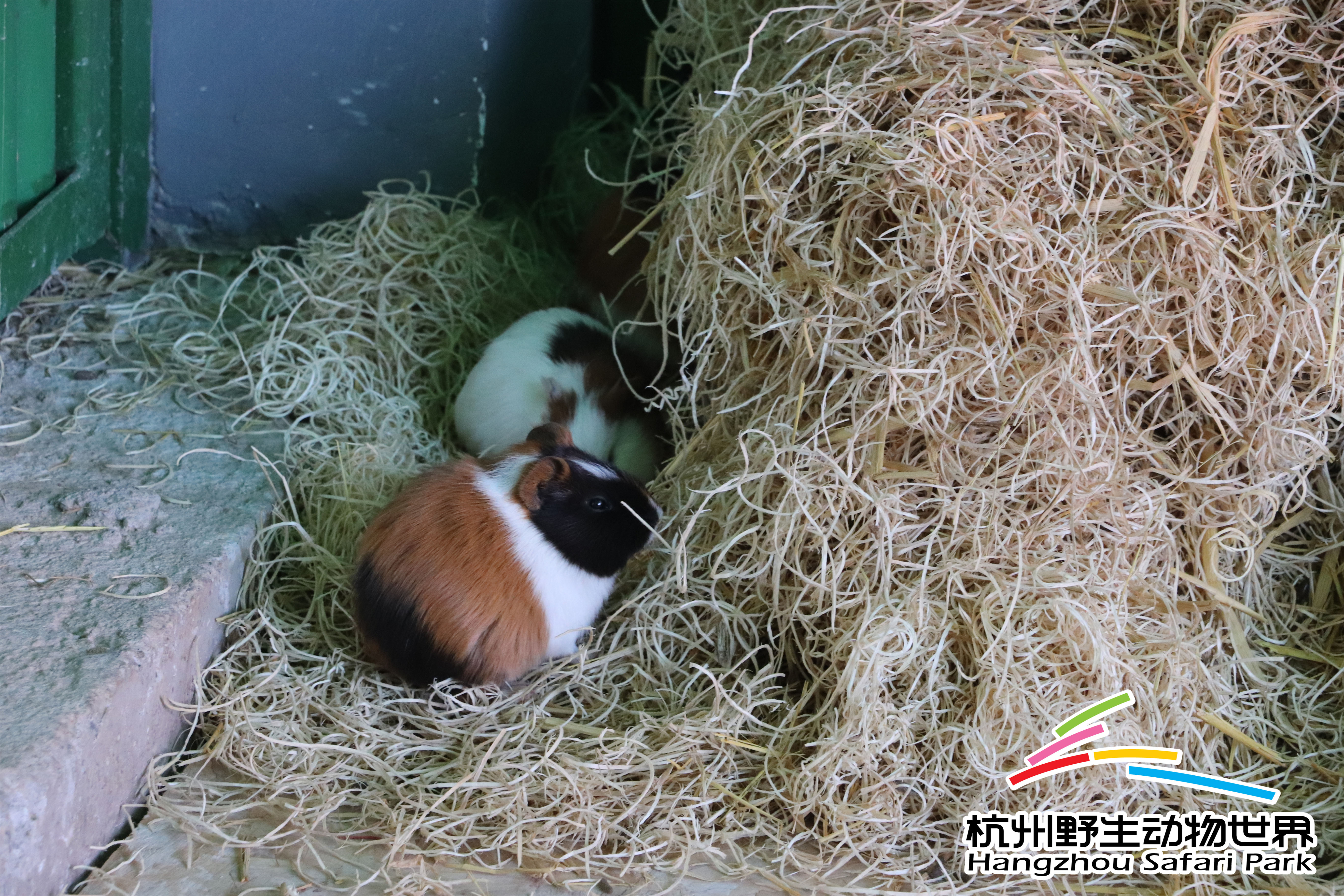 寒潮来袭冻真格,杭州野生动物世界过冬