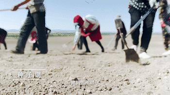 中国味儿,恰似那把瓜子