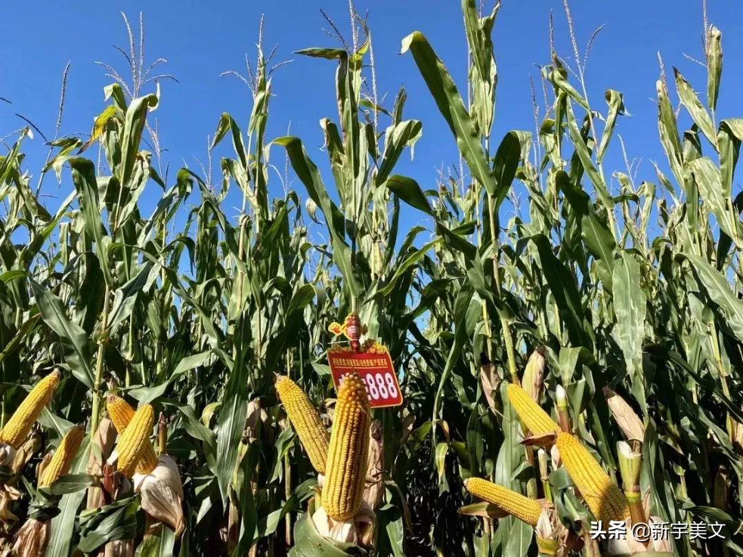 中国最优质的玉米,优质粮食玉米