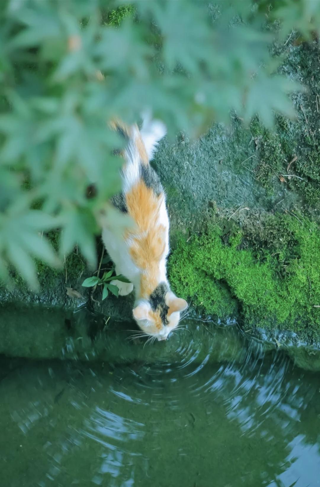 治愈系壁纸｜132张可爱小猫咪的样子