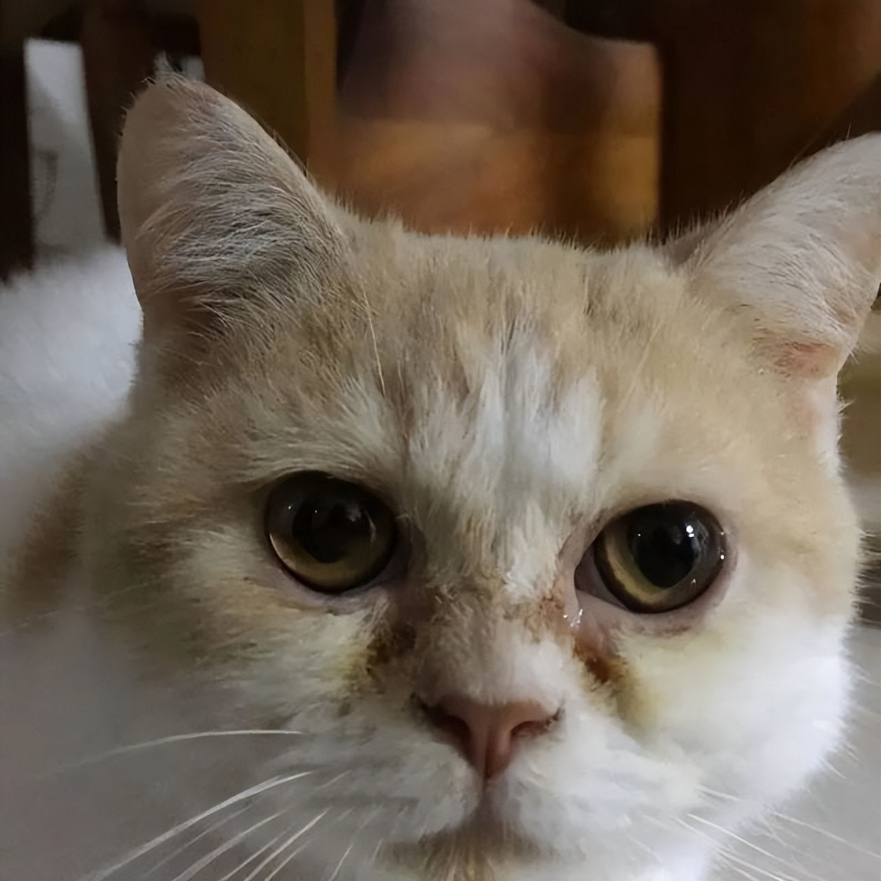 猫咪毛发变红棕色,猫咪毛发变成蒜瓣毛