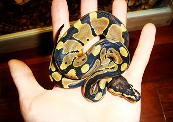 刘玉平与蛇同居,刘玉平与蛇相处视频