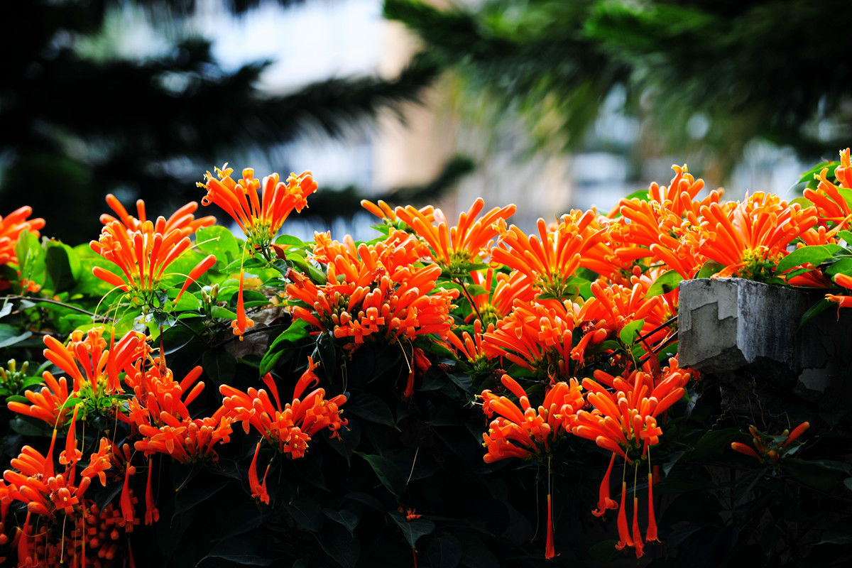 百花深处的礼物,春天花朵礼物