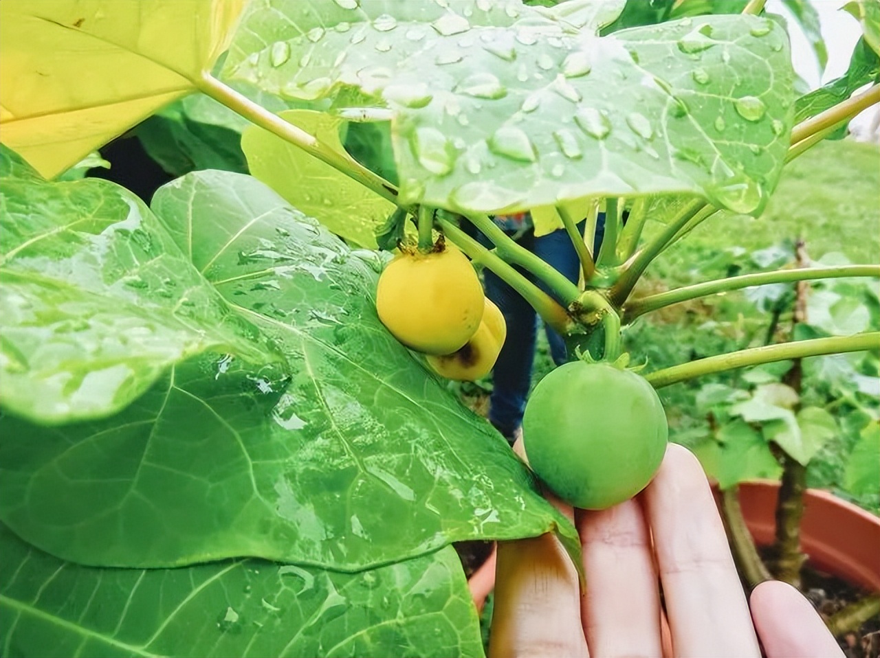 新加坡为什么那么多垃圾桶,新加坡超市不卖垃圾袋吗