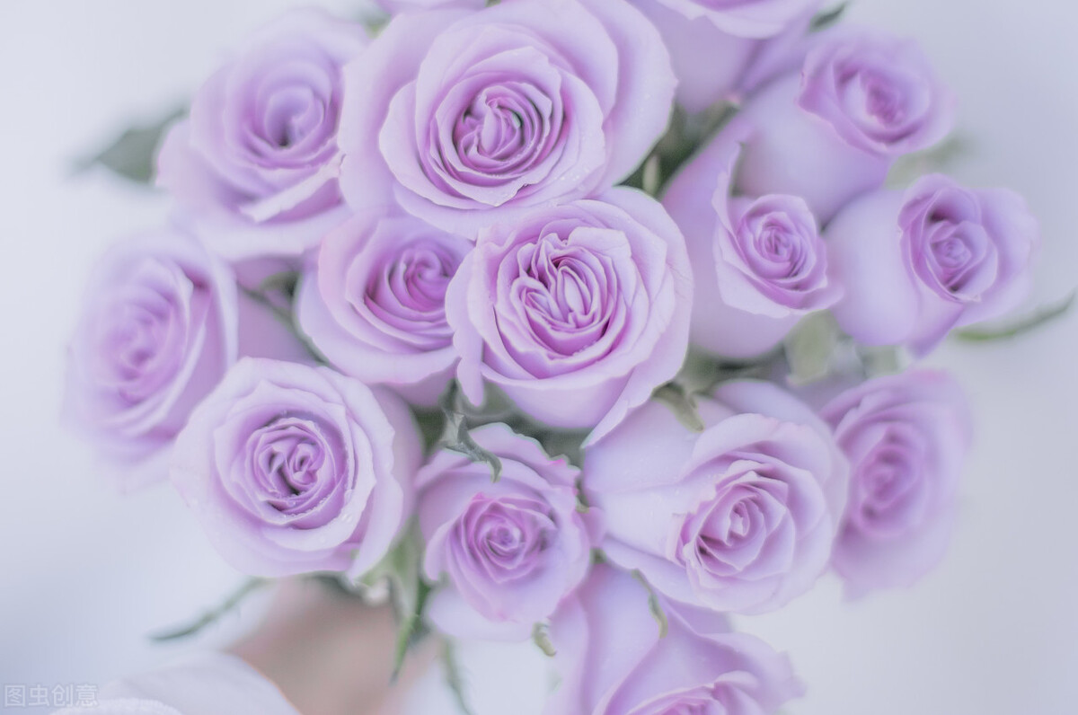 各种玫瑰花语,粉玫瑰和白玫瑰花语