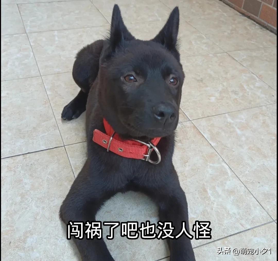 狗狗怕主人怎么样能恢复正常,狗狗怕打针扛着主人跑了