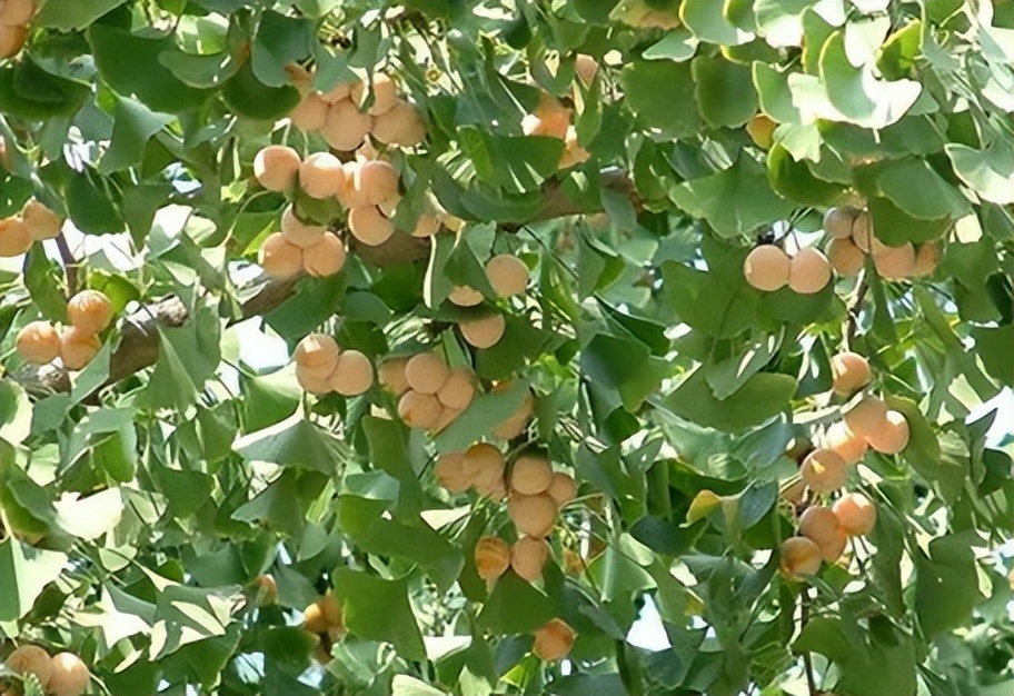 每日一味中药薏苡仁,每日一味中药白扁豆