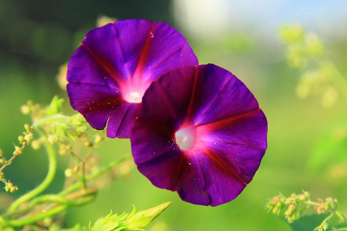 一花一世界一念一佳人的图片,一花一世界一叶一春秋图片