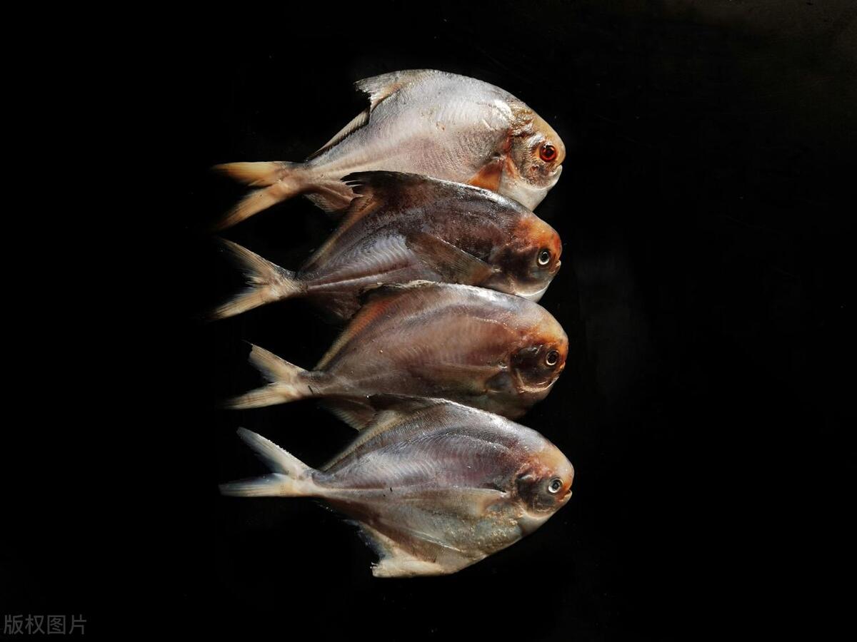 武昌鱼和什么鱼相似,武昌鱼是鲂鱼的一种吗