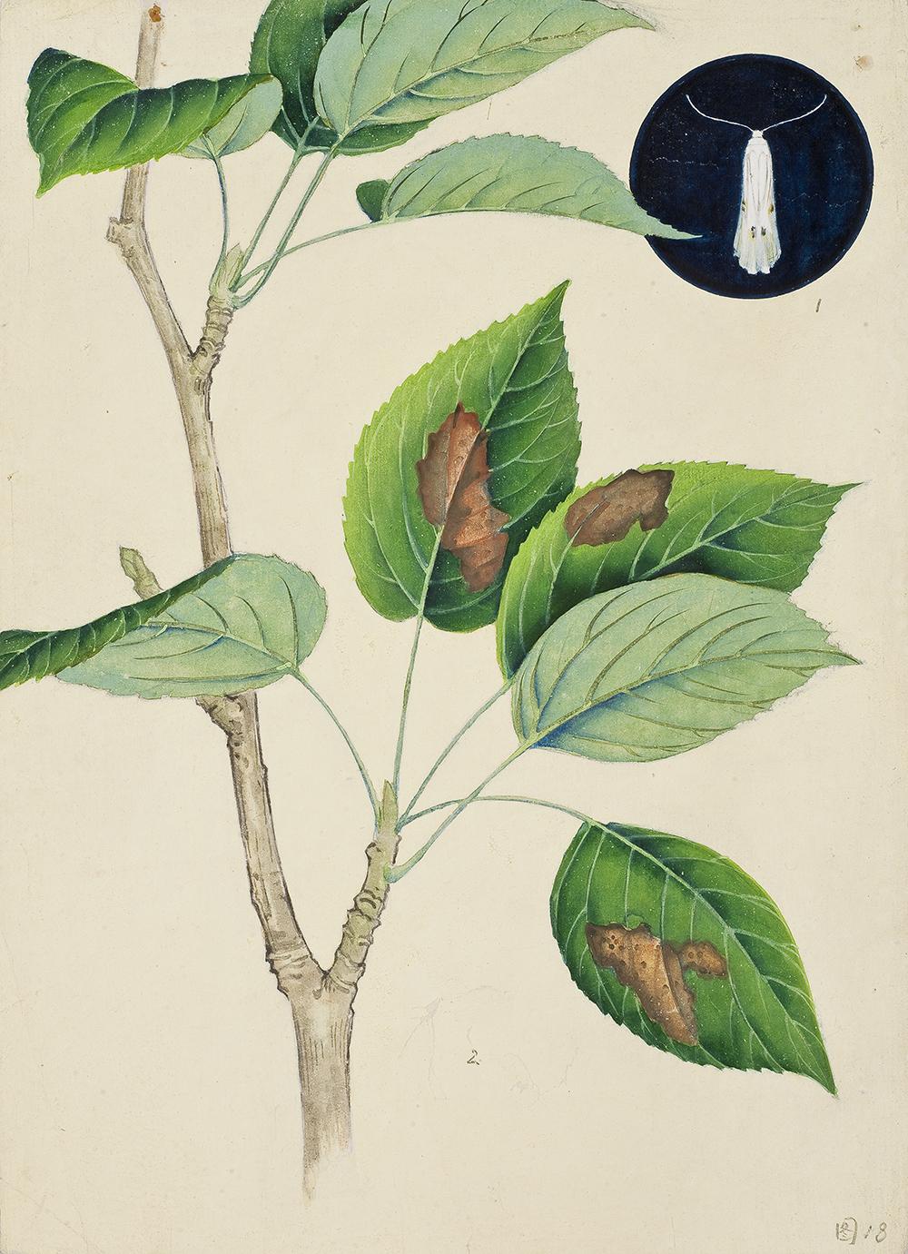 太原市迎泽区：区科技局联合区委宣传部、区科协和迎泽街道共同举办中草药图谱线上展览（动物篇）