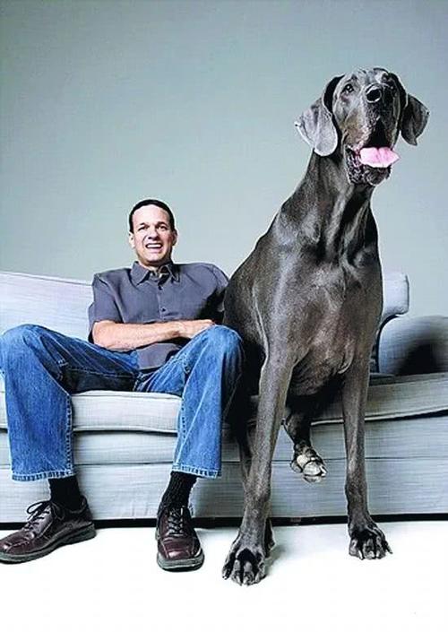 世界上最猛的藏獒,世界排名前十的藏獒猛犬