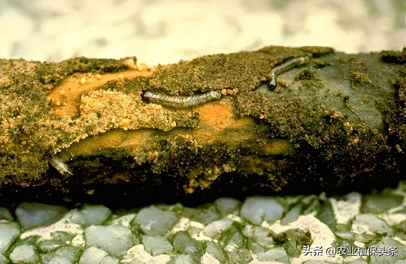 外来入侵物种动物名单,外来物种昆虫有哪些