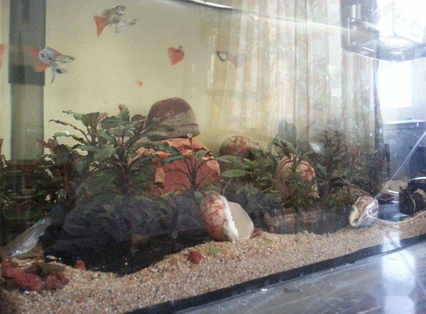 水下叶迷你辣椒榕,蓝精灵辣椒榕在水下开花吗