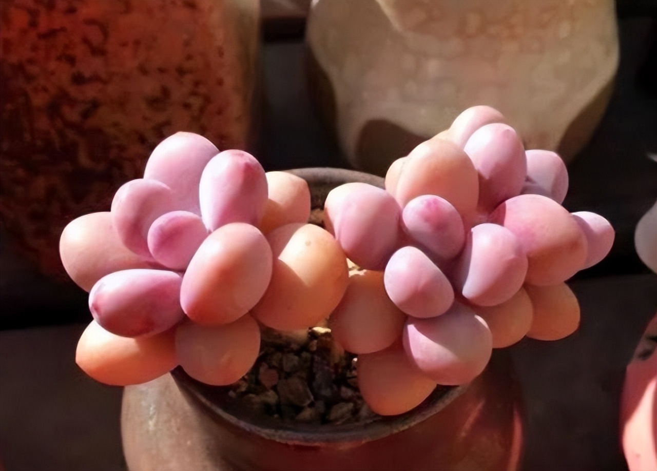 奶酪汤圆多肉怎么养,桃蛋奶酪汤圆的区别