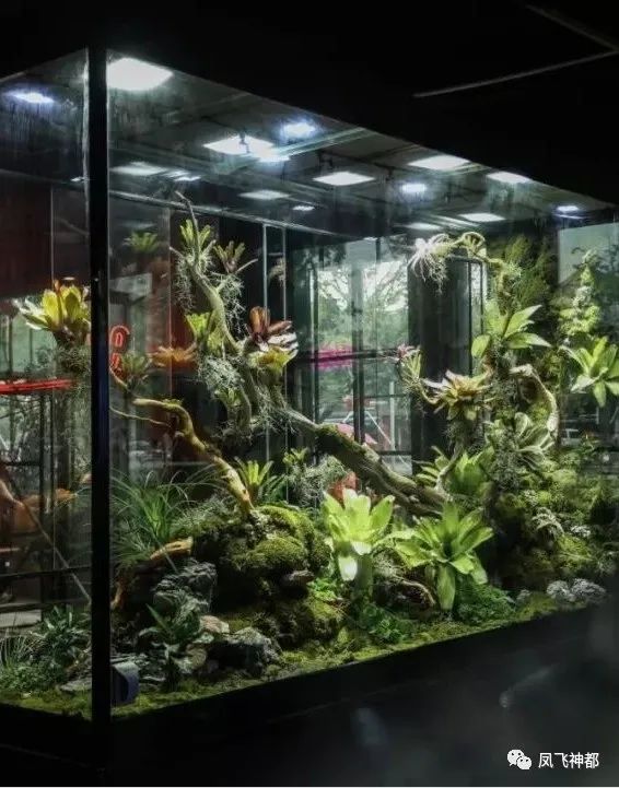 成都贰麻酒馆为什么那么火,火遍全国的贰麻酒馆有什么魔力