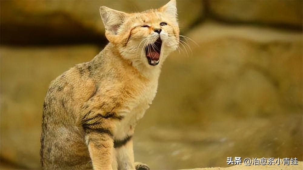 巴基斯坦猫价格,巴基斯坦砂猫多少钱一只