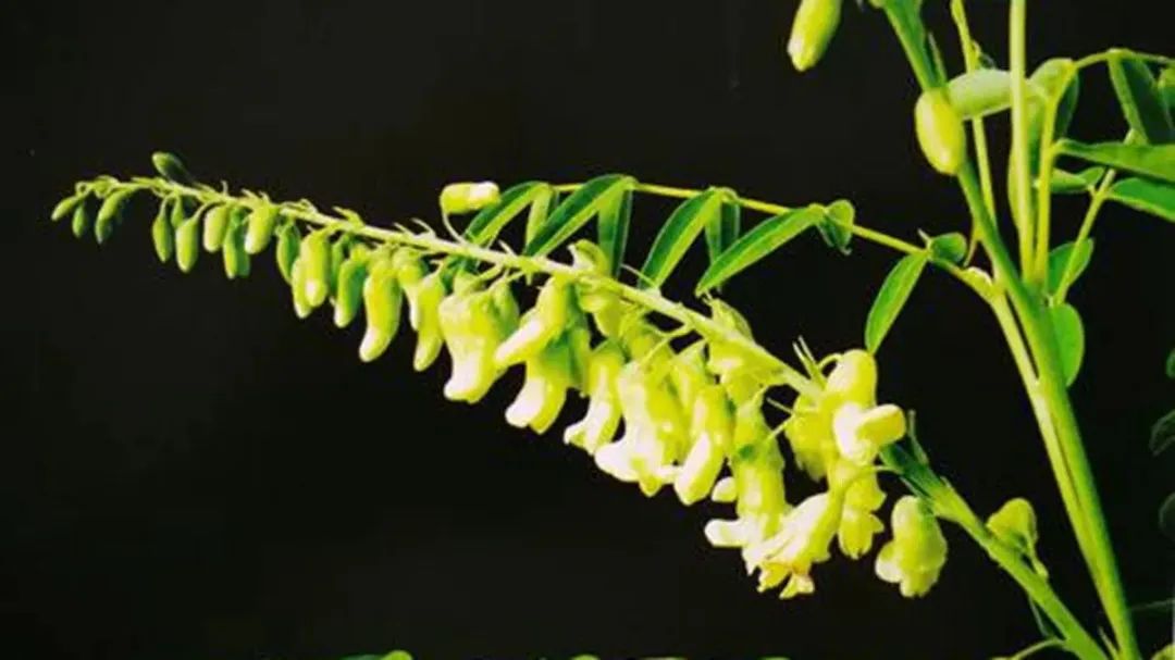 万物有灵人情冷暖自知,万物皆有灵性人生有太多的无奈