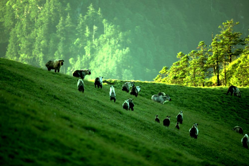 一到周五免费逛广元所有景区,错峰旅游正当时热门目的地降价
