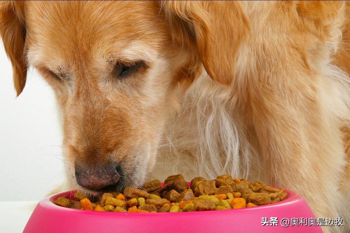 宠物狗必须要吃狗粮吗怎么喂,宠物狗可以不喂狗粮么