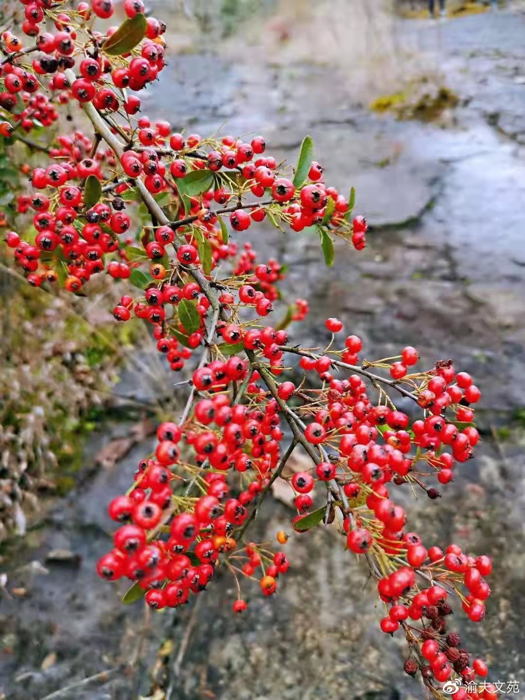 【日记里的军旅路】480：为足球欢呼