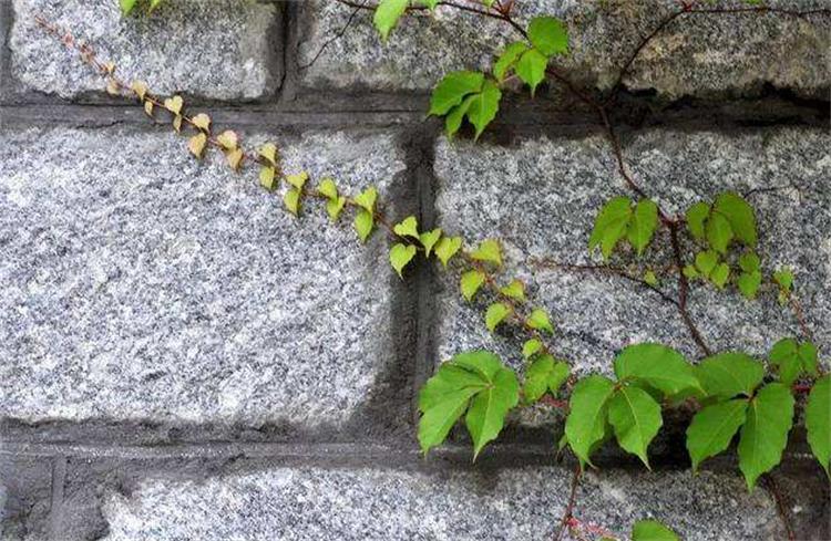 爬山虎怎么种植能快速生长,爬山虎种植技术和注意事项