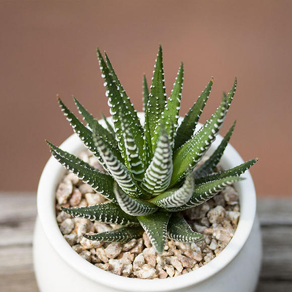 十二卷多肉的品种图鉴,100种多肉植物图片大全