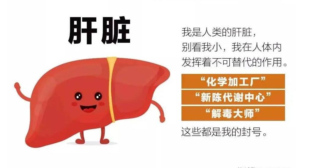 肝不好三要两不要,肝血虚肝血旺该怎么调理