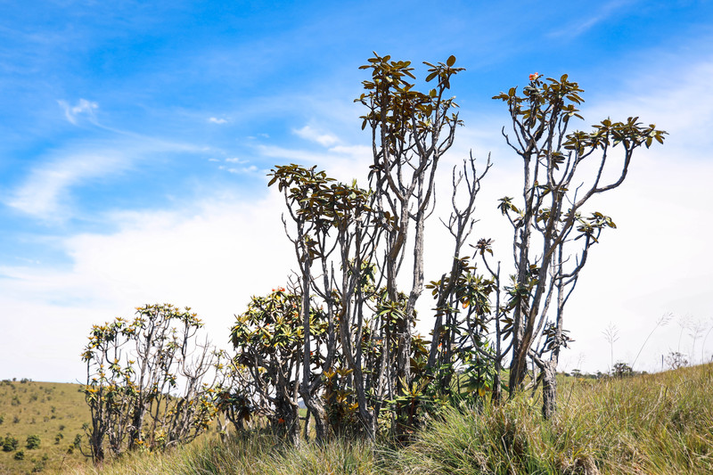 斯里兰卡旅游攻略必去景点,斯里兰卡旅游攻略最佳时间