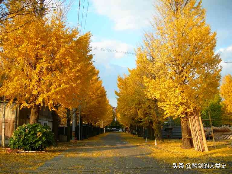 银杏科的典型植物,银杏科的植物