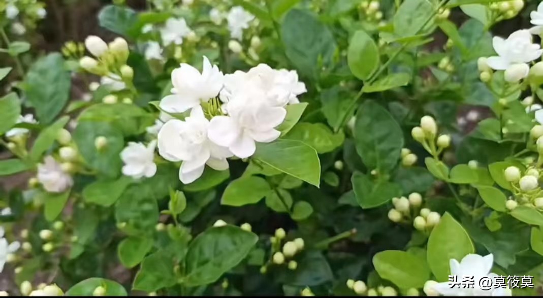 贵州省的省花叫什么名,贵州各个县的县花