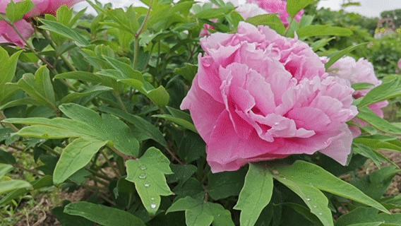 三生三世十里花开，你准备好赏花姿势了吗！