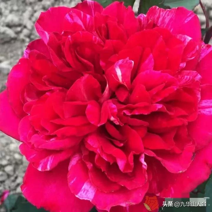 粉色爬藤月季大花浓香品种,大花多层月季花品种大全一览表